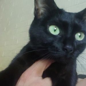 Meet your Posher, Puma